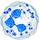 blotch representing neutrophils cell