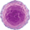 blotch representing T lymphocytes cell